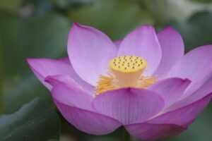 what to serve with wantrigyo