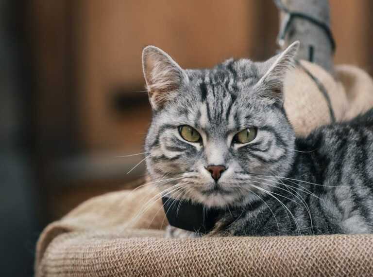 iphone wallpaper kucing aesthetic